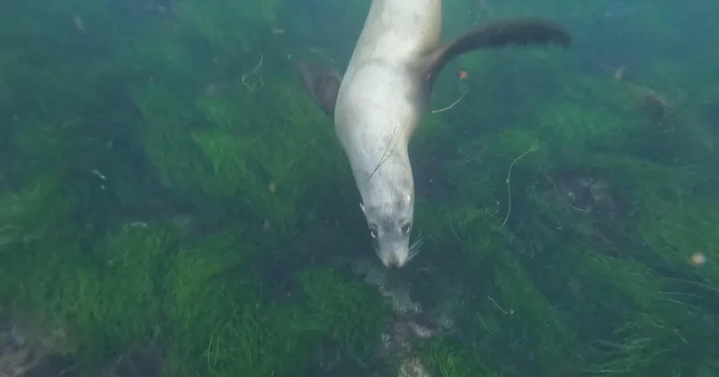 La Jolla Cove Sea Lions & Cave Snorkel Tour
