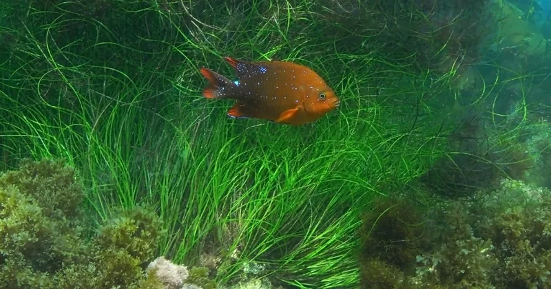 La Jolla: 1.5-2 Hour Kayak and Snorkel Tour