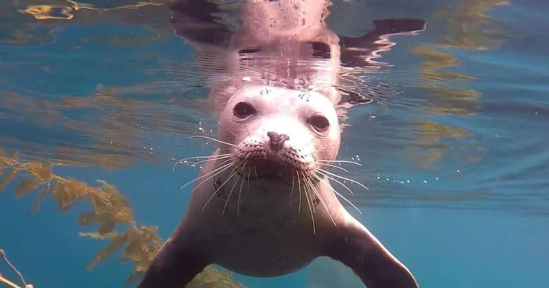 La Jolla Cove Snorkeling Tour: Sea Lions & Caves