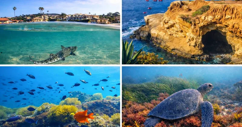 La Jolla: Full-Day Snorkel Gear Rental