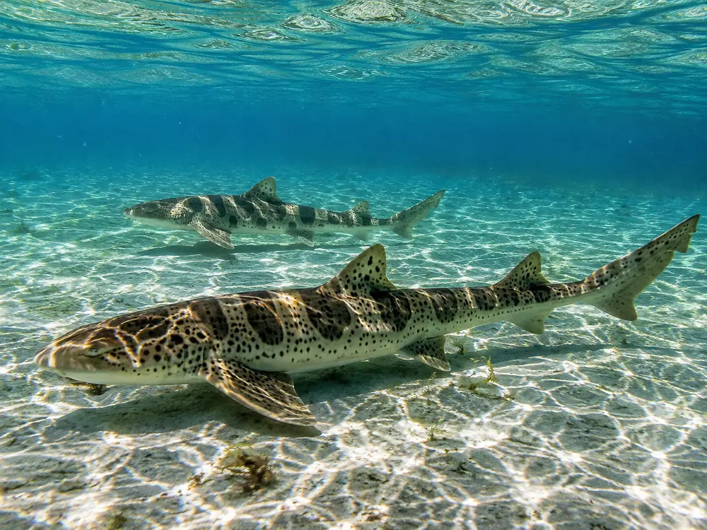 Leopard shark in the shallows, August